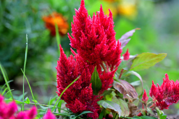 Celosia argentea / Cockscomb Flower: Warm Weather Annual with Dense Feathery Plumes