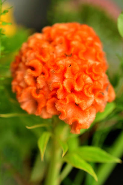 Celosia argentea is an annual flowering plant of amaranth family, amaranthaceae.Celosia argentea is divided into four different groups, including Plumosa Group. Plumosa plants (commonly called feather celosia, plumed celosia or feathered amaranth) are old garden favorites that feature narrow-pyramidal, plume-like flower heads composed of tiny, densely packed, vividly colored flowers. Flower colors include bright shades of orange, red, purple, yellow and cream. Flowers bloom throughout summer into fall on erect stems. The leaves, young stems and inflorescences are used as food.