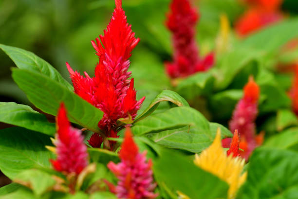 Celosia argentea is an annual flowering plant of amaranth family, amaranthaceae.Celosia argentea is divided into four different groups, including Plumosa Group. Plumosa plants (commonly called feather celosia, plumed celosia or feathered amaranth) are old garden favorites that feature narrow-pyramidal, plume-like flower heads composed of tiny, densely packed, vividly colored flowers. Flower colors include bright shades of orange, red, purple, yellow and cream. Flowers bloom throughout summer into fall on erect stems. The leaves, young stems and inflorescences are used as food.