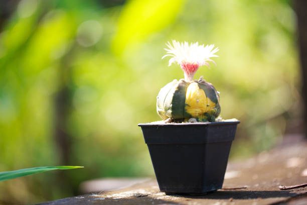 Cactus in pot with vibrant pink flower, bright background