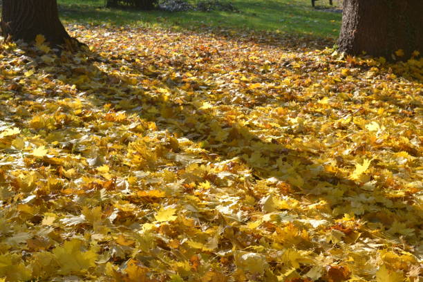 Garden view in autumn. Yellow tree leaves on the ground, calm weather and sunny day.