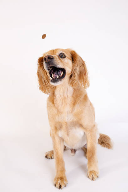 istock Dog catching snack in the air 2187861410