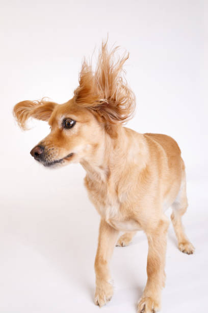 istock Dog shaking hair 2187861418
