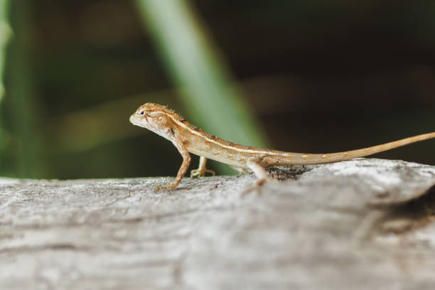 istock Oriental Garden Lizard Perched on a Tree Surface in Nature 2187861528