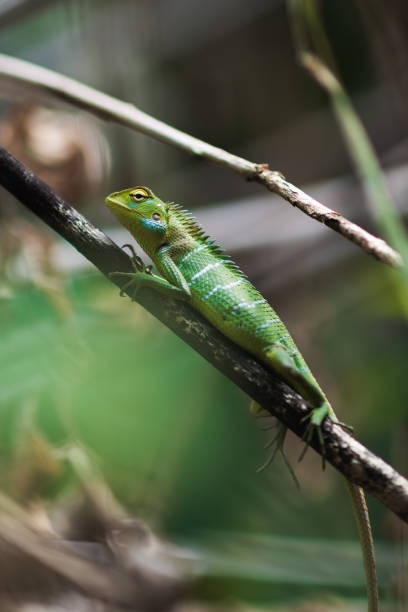 istock Common Green Forest Lizard Resting on a Branch in Sri Lanka 2187861588