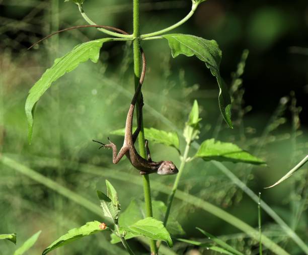 istock Lizard hanging upside down on a green plant in a sunlit garden 2187861759