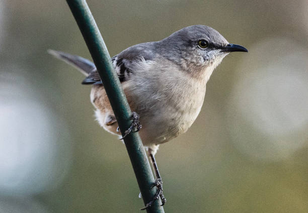 istock A Northern Mockingbird on a high perch 2187861819