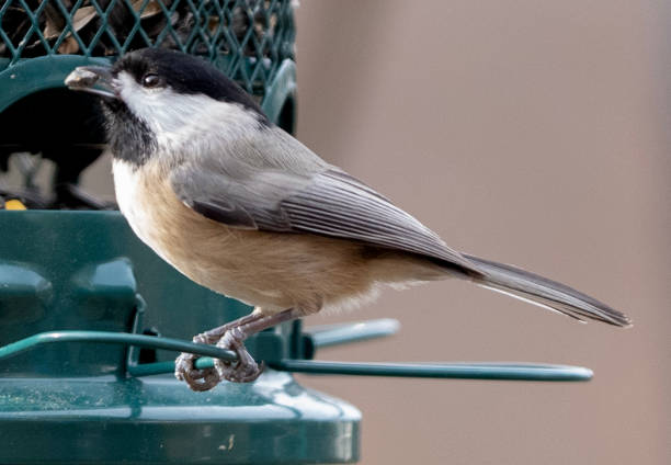 istock Black-capped chickadee on the bird feeder 2187861841