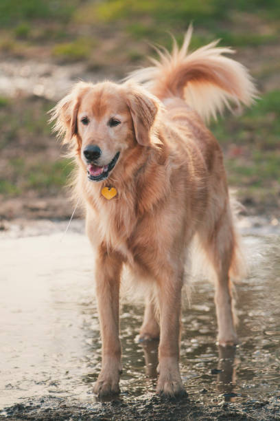 istock Happy retriever dog standing in a puddle. 2187862744