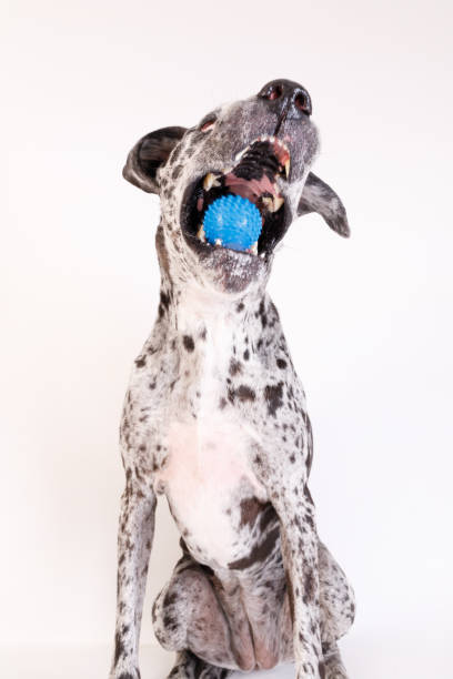 istock Big dog catching ball 2187863496