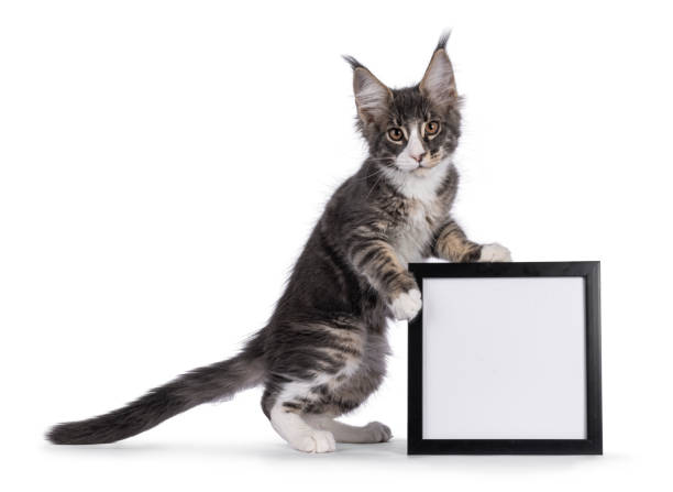 istock Maine Coon cat kitten on white 2187865564