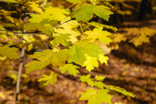 istock Sunny yellow leaves on maple tree branch close-up 2187866502
