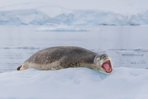 istock An Elephant Seal gives a huge yawn from their ice floe. 2187868052
