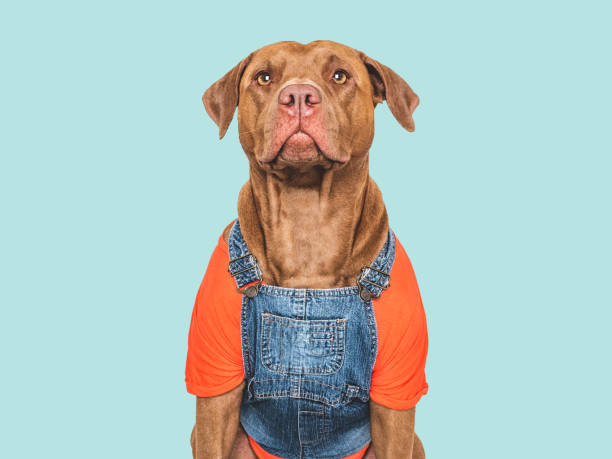 istock Cute dog, T-shirt and denim overalls. Studio shot 2187868149