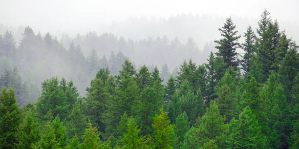 istock Rainy Lush Green Pine Tree Forest Forrest in Wilderness Mountains 2187869333