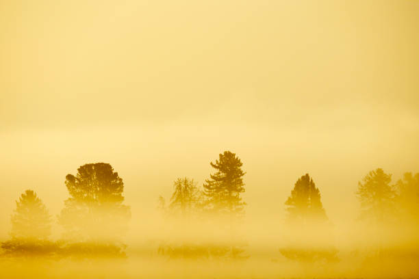Morning sunrise with trees and river under blue sky and glowing mist