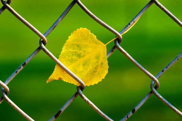 Fall or autum leaf stuck and caught in chain link fence with blurred background