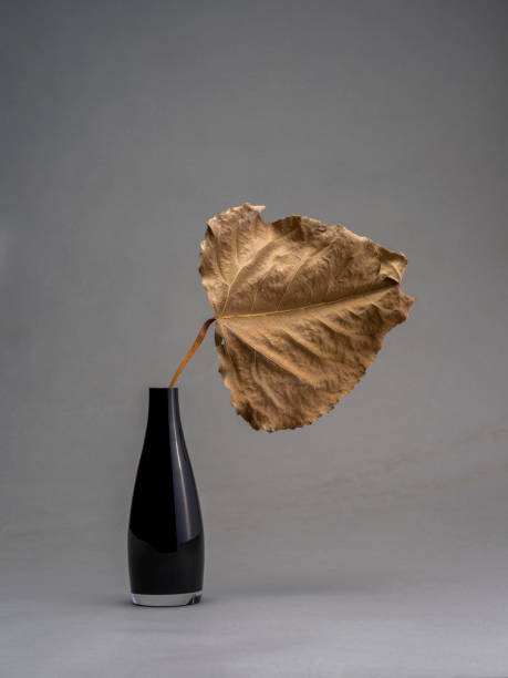 istock Still life of a black vase with dry leaf 2187872929