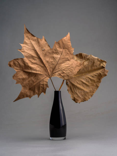 istock Still life of a black vase with dry leaf 2187872933