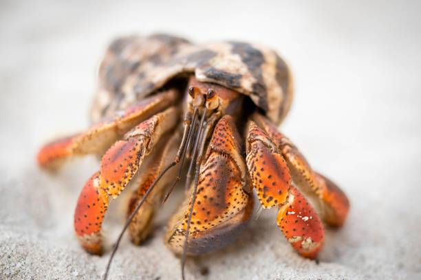 istock Carribean Hermit Crab on a sandy beach 2187873498