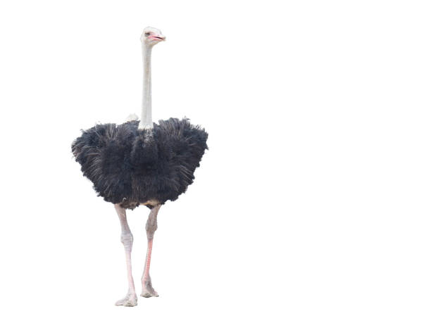 istock Ostrich stands tall, front view, copy space, isolated on a transparent background. 2187873526