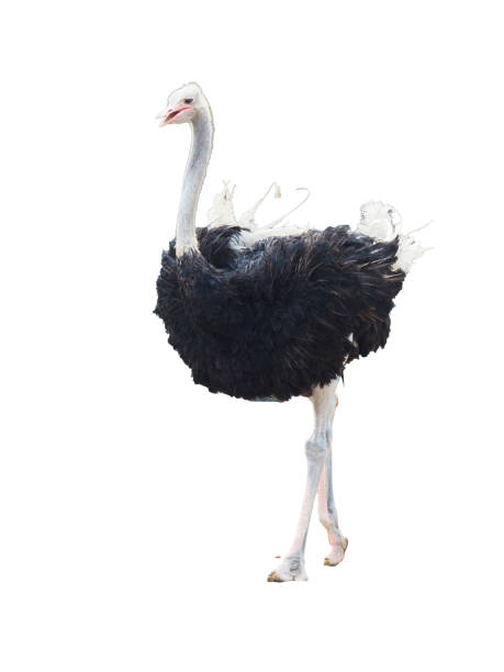 istock An ostrich walking, isolated on a transparent background. 2187873552