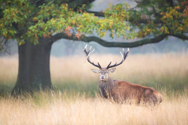 istock Red deer stag standing in grass during the rut in autumn 2187874554