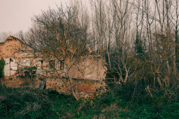istock Abandoned Ruins in Overgrown Forest 2187874684
