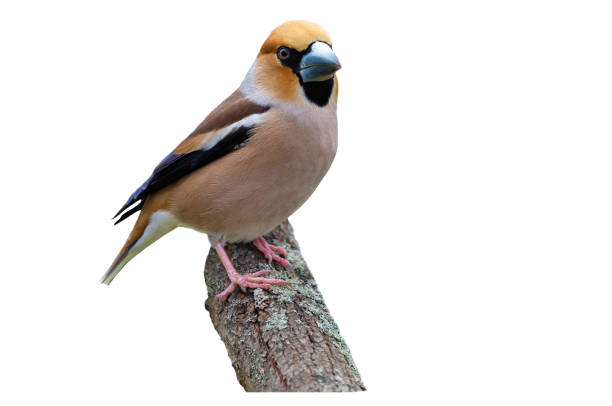 istock Little bird perching on branch of tree on white background. Hawfinch 2187874709