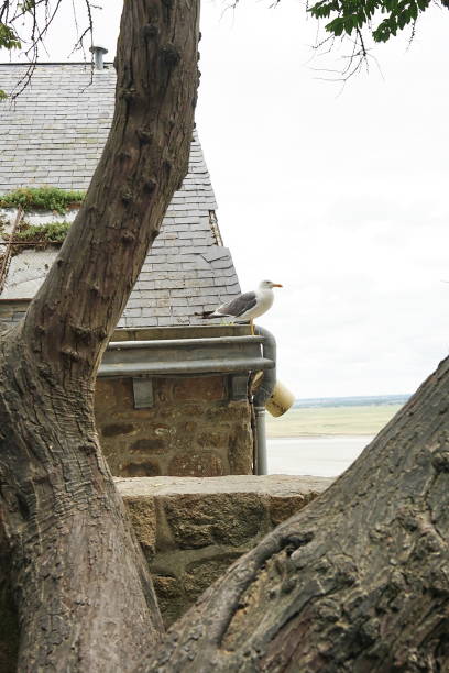Seagull in Mont Saint Michel in Normandy, France