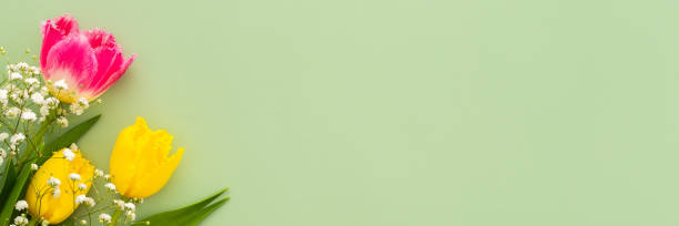 istock Spring background with tulips and gypsophila 2187878164