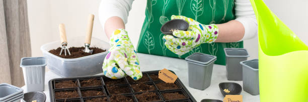 istock A woman gardener plants tomato and pepper seedlings in plastic forms 2187878174