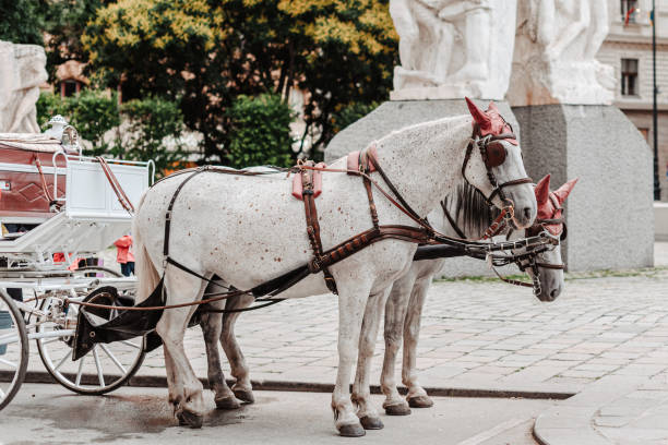 Two horses pulling a traditional carriage in the streets of Vienna, Austria, with red horns and blinders and a bridle on their heads.