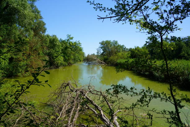 istock Oasis of Punte Alberete 2187881901
