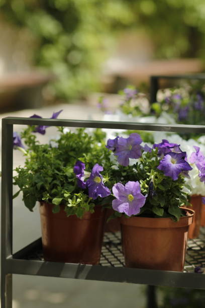 istock beautiful flowers in the park 2187882511