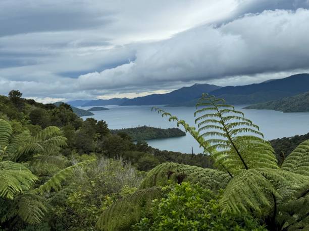 istock Fern and trees looking over Dartmoor Bay from Queen Charlotte Track 2187882781