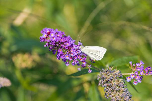 istock Close-up of a white butterfly on a purple flower, sharp focus with blurred background, likely achieved through shallow depth of field 2187884452