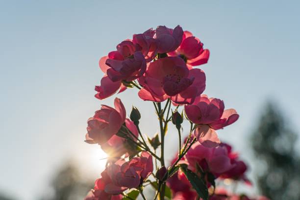 istock Close-up image of several pink flowers with delicate petals, soft shadows, and visible stemsleaves potentially roses or similar Depth provided by out-of-focus background greenery, suggesting an o 2187884463