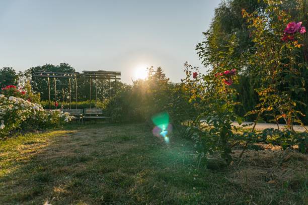 A tranquil garden scene, possibly sunrise or sunset, featuring a well-maintained garden with various plants and a wooden structure pergolatrellis The photograph captures the serenity and beauty o