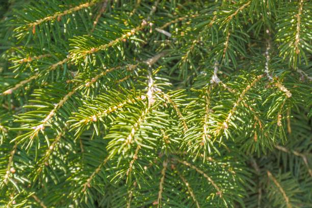istock Close-up image of an evergreen tree with pointed, dense needles in various shades The naturalistic style highlights the intricate needle texture without human interference 2187884731