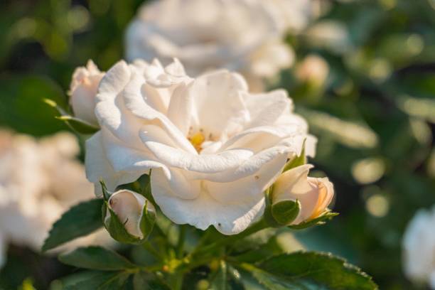 istock Close-up of a bloomed white rose with green leaves, centered in frame against muted greenery background, outdoor setting, natural light 2187884752