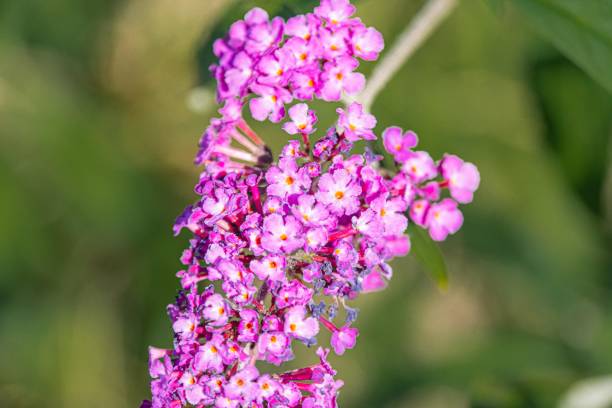 istock Close-up image of a dense cluster of vibrant purple flowers with multiple layers, each layer composed of numerous small blossoms The flowers have five petals and are densely packed Green leaves or 2187884825