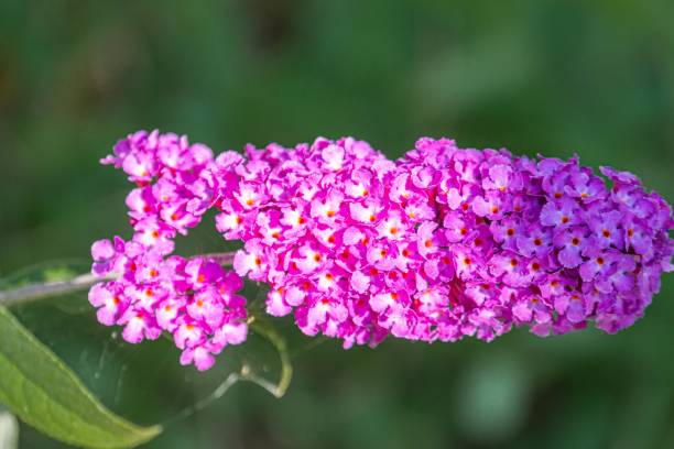 Close-up image of purple flora, possibly lavender