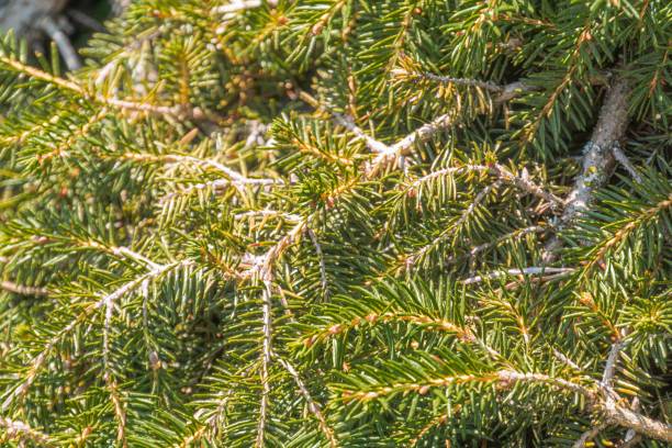 Image shows close-up of green, feathery coniferous tree needles, exhibiting growth buds Naturalistic photography style captures textures and details of the evergreen tree needles