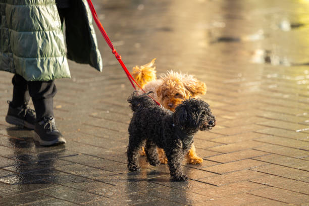 istock close up of cute dog 2187884927