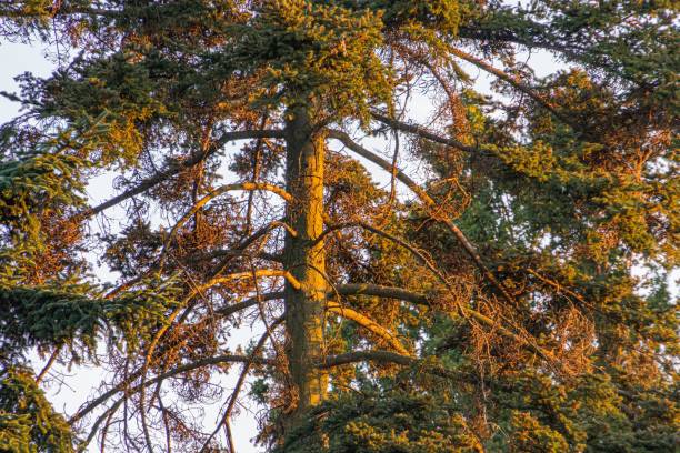 Close-up image of a large, mature tree with rough bark and intertwining branches, captured from below at sunrisesunset, with a backdrop of a pale sky transitioning from blue to yellowish-orange The