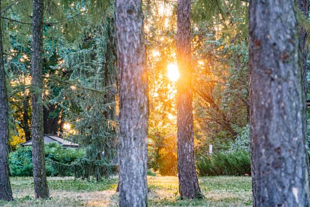 istock Image of a forest during sunrise or sunset, showcasing tall coniferous trees with slender trunks and dappled light The scene emphasizes the interplay between sunlight and shadow 2187884952