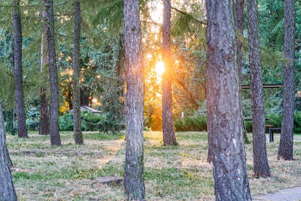 istock Tranquil forest scene, sunrisesunset, orange and yellow hues, long shadows, tree bark texture, coniferous trees pines or spruces, dry leaves autumn or late summer, no human activity, natural bea 2187884953