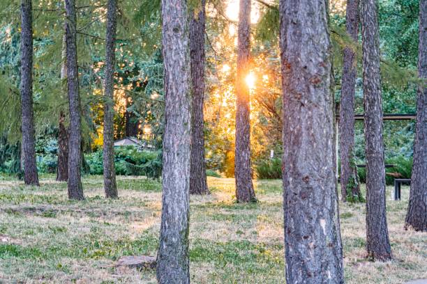 istock Tranquil forest scene, possibly sunrise or sunset, tall pine trees, evenly spaced along a path, filtered light, warm ambiance, forest floor visible in patches, sparse vegetation, distant structure or 2187884961