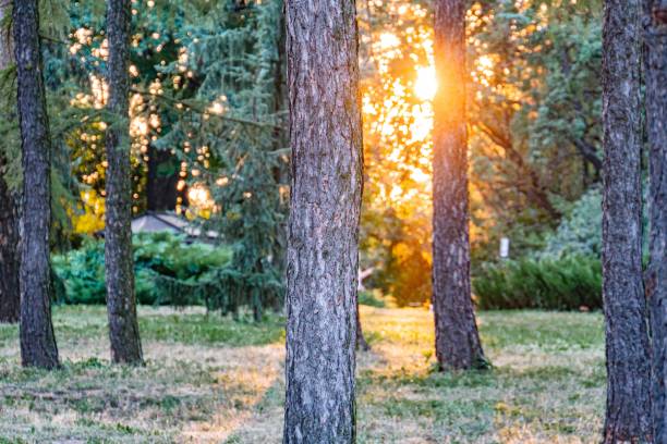 istock Tranquil urban park scene with sunlight filtering through coniferous trees, creating a warm, serene atmosphere The image suggests a structure in the background and is covered with fallen needles and 2187884965